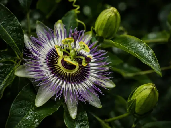 Flor de pasiflora